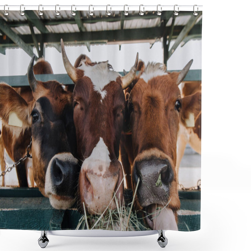 Personality  brown domestic beautiful cows eating hay in stall at farm shower curtains