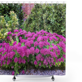 Personality  Garden With Purple Sedum Flowers. Shower Curtains