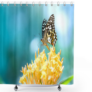 Personality  Monarch Butterfly Parked On The Flower Stalk In The Sunny Morning In The Garden Shower Curtains