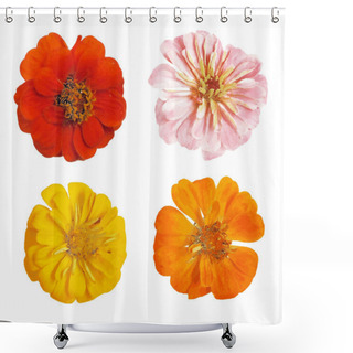 Personality  Set Of Four Realistic Colorful Flowers Of Zinnia Isolated On White Background Shower Curtains