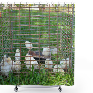 Personality  Chicken Babies In Cage On Grass Shower Curtains