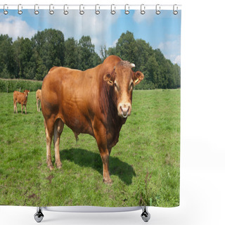 Personality  Limousine Bull Shower Curtains