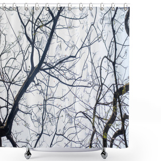 Personality  Silhouette Of A Tree Branch Against A White Sky At Noon With Leaves Shower Curtains