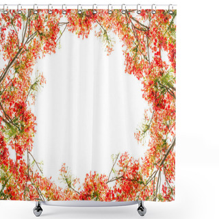 Personality  Flam-boyant Flower As Frame Border And Copy Space For Text Back Shower Curtains