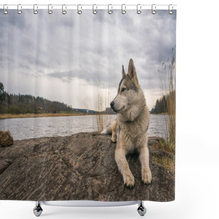 Personality  Malamute Dog Resting On Rock Shower Curtains