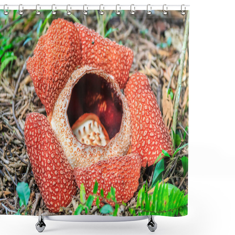 Personality  Rafflesia, The Biggest Flower In The World , Ranau Sabah, Borneo Shower Curtains