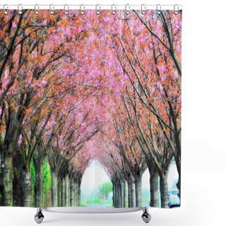 Personality  Flowering Cherry Trees Along A Road In The Spring Shower Curtains