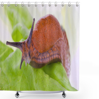 Personality  Slug On A Lettuce Leaf Shower Curtains