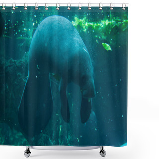 Personality  Antillean Manatee (Trichechus Manatus) Shower Curtains