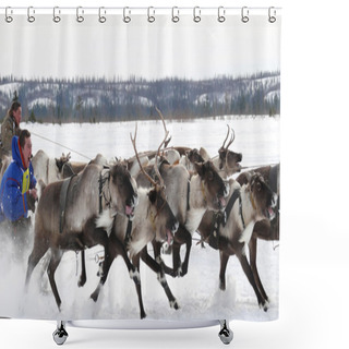 Personality  Unknown Man Controls The Deer He Took Part In A Sports Event. National Holiday - Day Of The Reindeer Herders. Shower Curtains