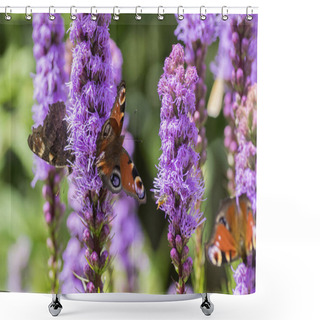 Personality  Agglais Io Butterfly On Liatris Spicata Purple Flower In Bloom, Ornamental Flowering Plant In Summer Garden Shower Curtains