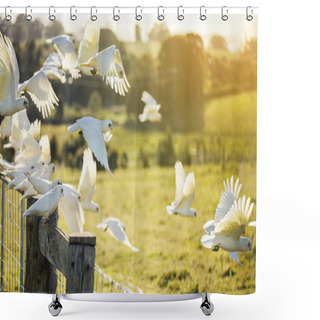 Personality  Flock Of Corella Birds. Shower Curtains
