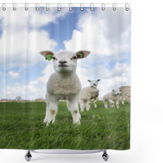 Personality  Lamb In Spring Shower Curtains