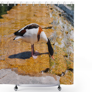 Personality  Side View Of Duck Standing On Shallow Water And Drinking  Shower Curtains