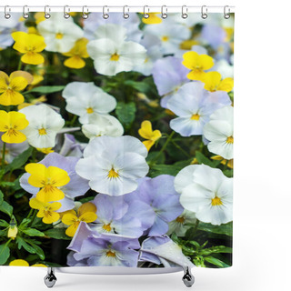 Personality  Beautiful Viola Flowers Shower Curtains