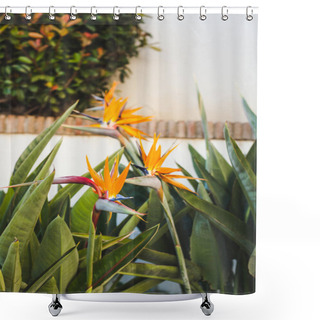 Personality  Beautiful Strelitzia Flowers Infront Of White Wall Shower Curtains