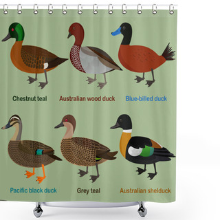 Personality  Cute Duck Aquatic Bird Vector Illustration Set, Chestnut Teal, Wood Duck, Blue-billed Duck, Pacific Black Duck, Grey Teal, Shelduck, Colorful Cartoon Collection Shower Curtains