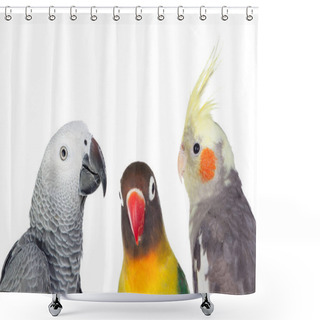 Personality  Three Tropical Birds  Shower Curtains