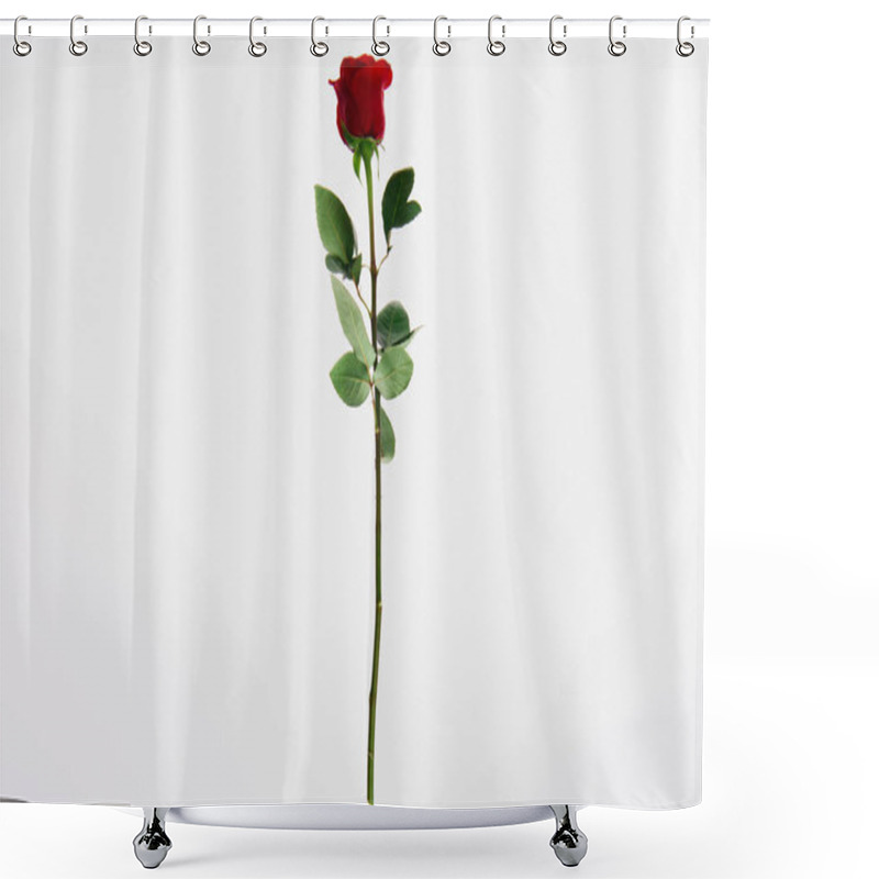 Personality  beautiful blooming red rose flower isolated on white  shower curtains