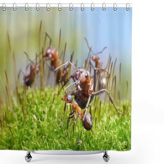 Personality  Ants Protect Little Ones Shower Curtains