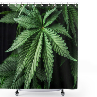 Personality  Cultivation Of Cannabis Plants, Leaves Of A Marijuana  Shower Curtains
