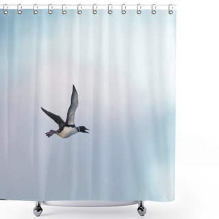 Personality  A Great Northern Diver Or Common Loon Seabird, Gavia Immer, In Strong, Overhead Flight. Shower Curtains