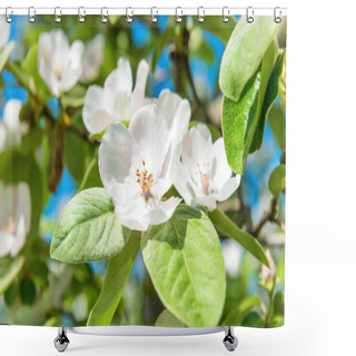 Personality  Blossom Quince Tree With White Flowers Shower Curtains