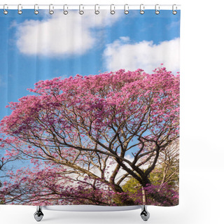 Personality  Ipe Tree Full Of Pink Flowers On A Sunny Day Shower Curtains