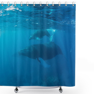 Personality  Mother And Calf Humpback Whales, Megaptera Novaeangliae, Swim At The Surface In The Clear, Blue Waters Of The Caribbean Sea. Shower Curtains