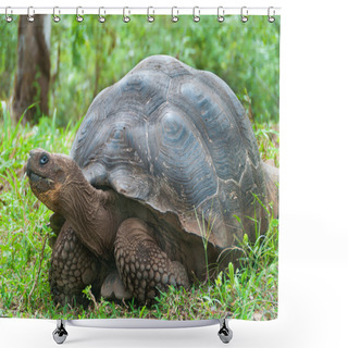 Personality  Giant Galapagos Tortoise. Shower Curtains