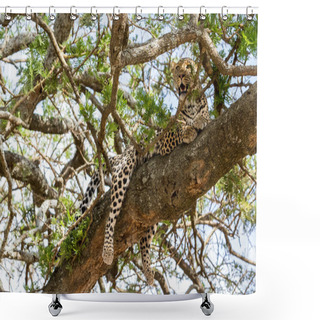 Personality  Leopard In The African Savannah Shower Curtains