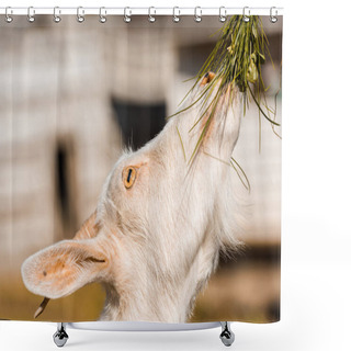 Personality  Selective Focus Of Adorable Goat Eating Grass At Farm  Shower Curtains