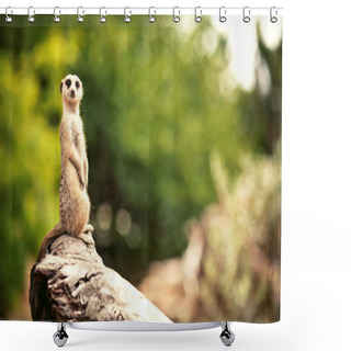 Personality  Meerkat (Surikate) Shower Curtains