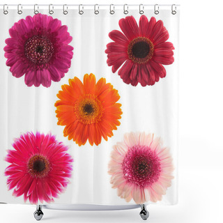 Personality  Five Gerbera Flowers Of Different Colours Shower Curtains