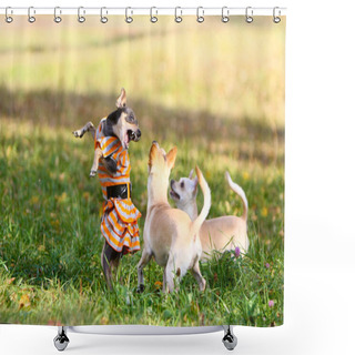 Personality  Three Little Dogs Are Walking In The Park On The Lawn. A Beautiful Female Is Dressed In A Dress And Stands On Her Hind Legs. Decorative Animals On The Autumn Lawn. Smooth-haired Russian Toy Terrier Shower Curtains