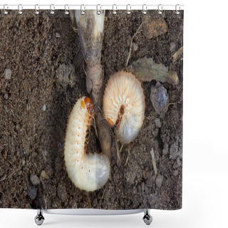 Personality  Pests Control, Insect, Agriculture. Larva Of Chafer Eats Plant Root. Shower Curtains