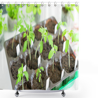 Personality  Tomato Seedlings Close-up Top View. Growing Tomato Seedlings In Plastic Cassettes Filled With Peat Or Coconut Substrates. The Use Of Labels To Mark The Varieties Of Cultivated Plants Shower Curtains