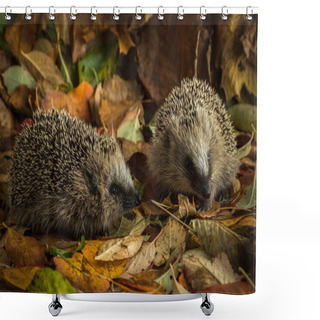 Personality  Two Young Hedgehogs In Autumn Leaves Shower Curtains