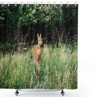 Personality  Selective Focus Of Deer Walking In Grass Near Forest Shower Curtains