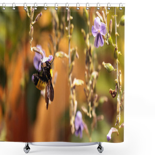 Personality  Western Bumble Bee Bombus Occidentalis  Shower Curtains