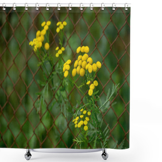 Personality  Common Tansy - A Plant With Yellow Flowers Is Used As An Insecticidal Agent Against Fleas And Flies. Repellent. Shower Curtains