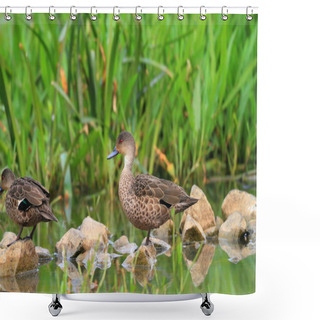 Personality  Grey Teal (Anas Gracilis) In South Australia Shower Curtains