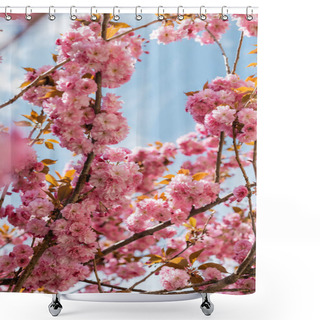 Personality  Low Angle View Of Blooming And Pink Cherry Tree Against Blue Sky Shower Curtains