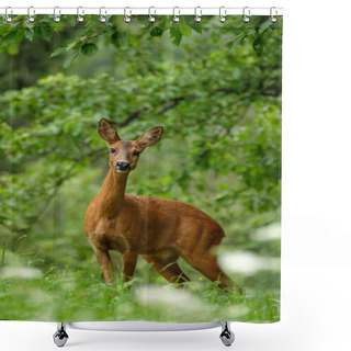 Personality  A Close Up Shot Of A Female Roe Deer On The Green Landscape In The Park, Vertical Format Shower Curtains