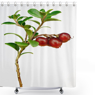 Personality  Late Cowberry. Shower Curtains