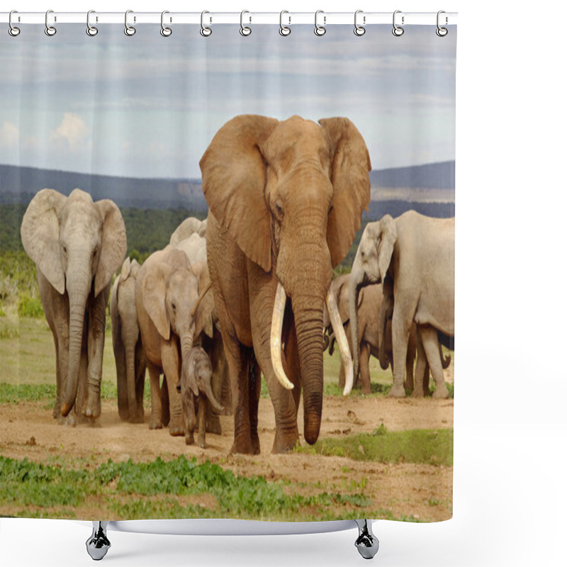 Personality  Elephant Herd shower curtains