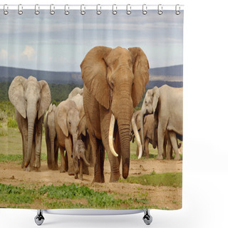 Personality  Elephant Herd Shower Curtains