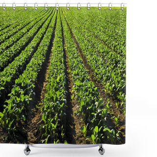 Personality  Rows Of Turnip Plants In A Cultivated Farmers Field Shower Curtains