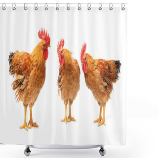 Personality  Red Roosters Shower Curtains