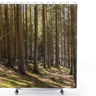 Personality  Scenic View Of Sunlight In Evergreen Forest  Shower Curtains
